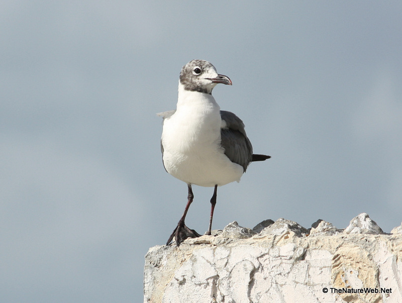 Seabirds